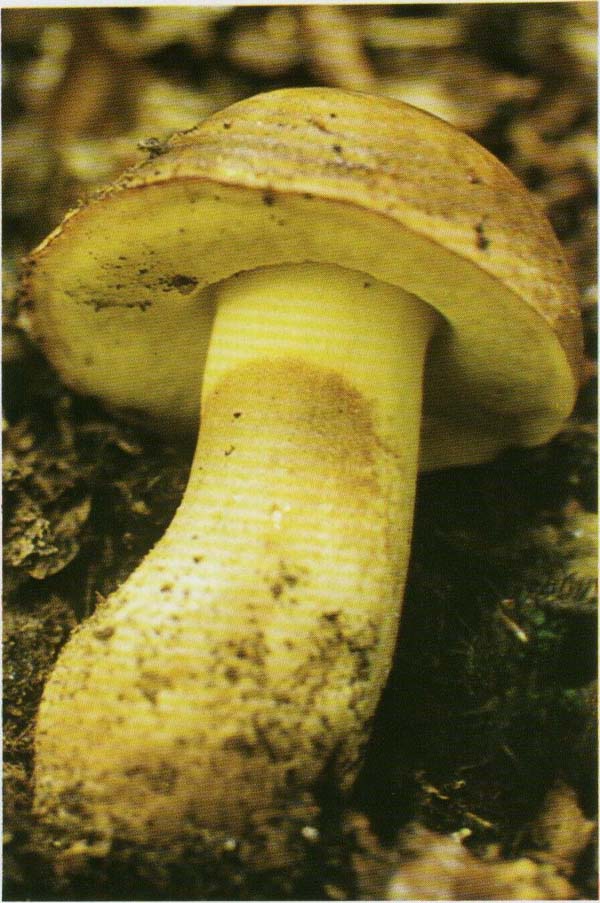  -  Boletus appendiculatus