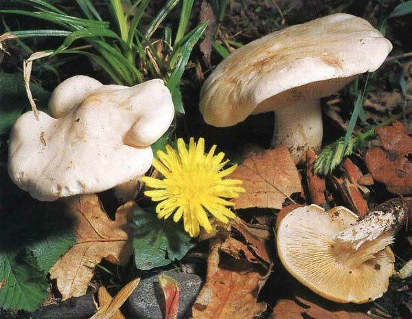   Calocybe gambosa