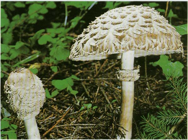 -  Macrolepiota rhacodes