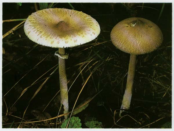 -  Macrolepiota mastoidea