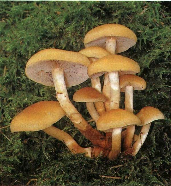   Hypholoma capnoides