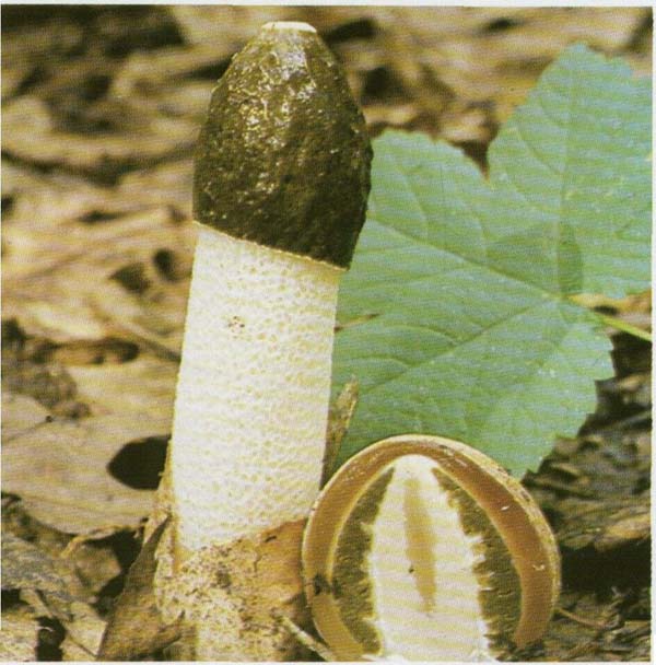   Phallus impudicus