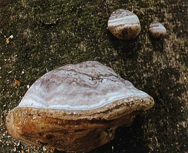 �������� ��������� Fames fomen tarius