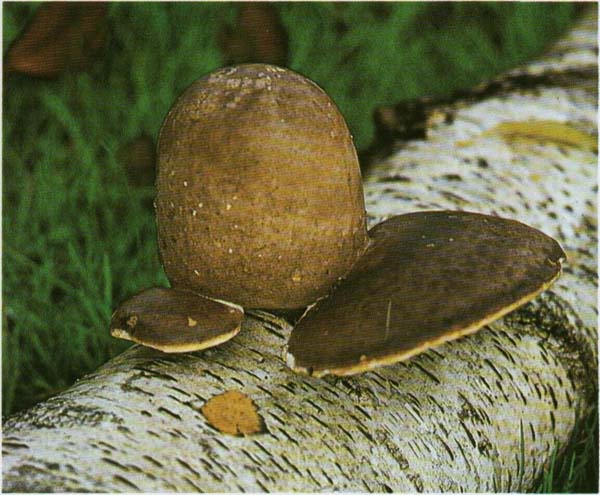 �������� ��������� Piptoporus betulinus