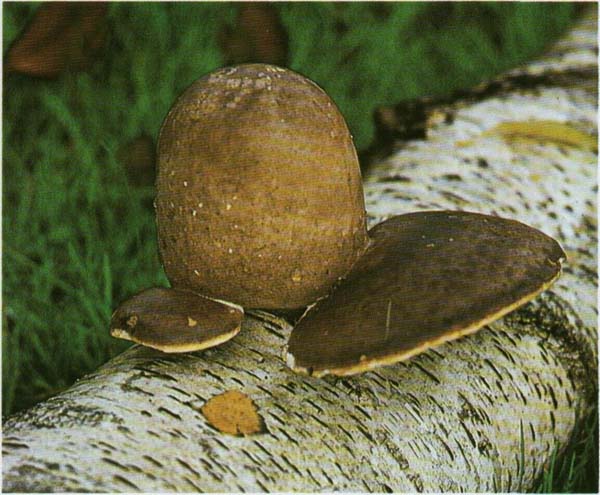   Piptoporus betulinus