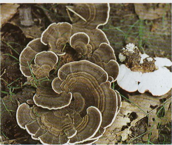 ����������� ������� Trametes versicolor