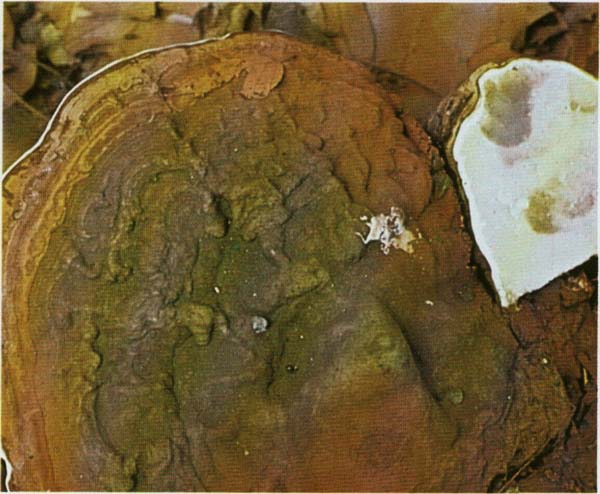 �������� ������� Ganoderma applanatum