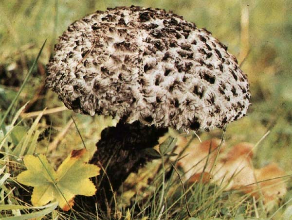 ����������� Strobilomyces strobilaceus (Strobilomyces floccopus)