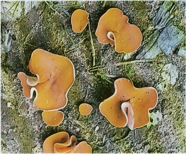 ������ ��������� Aleuria aurantia (Peziza aurantia)