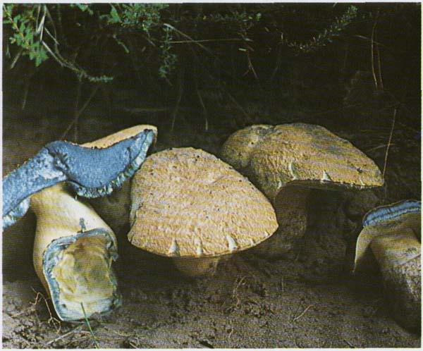 ����� Gyroporus cyanescens