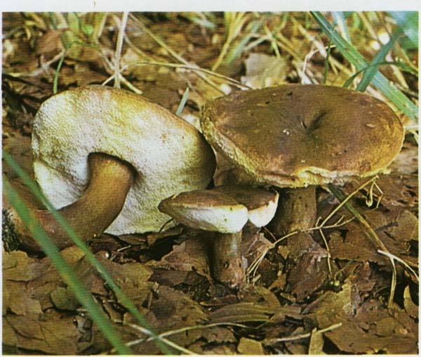 ���������� ���� Gyroporus castaneus