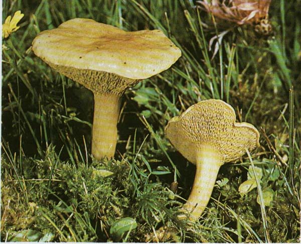 ������, �������� Suillus bovinus