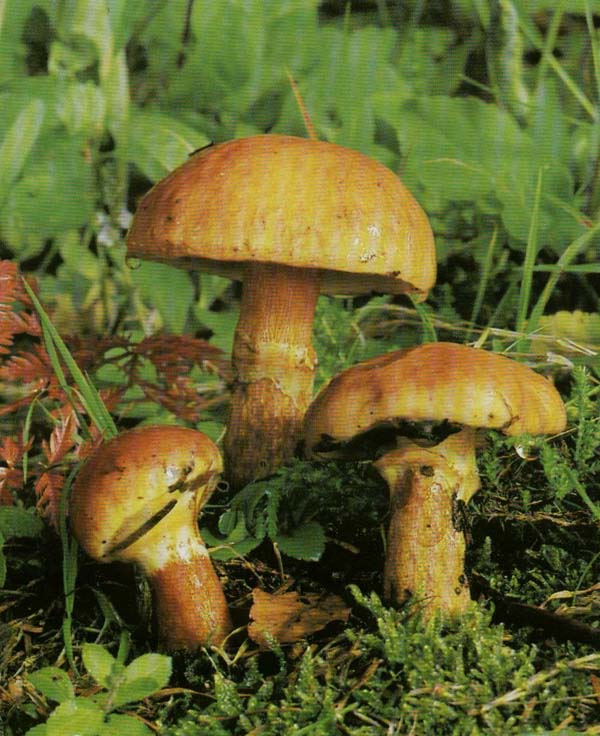 �������� ������������� Suillus grevillei