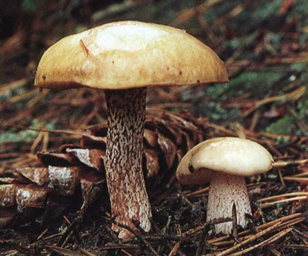   Suillus pladdus