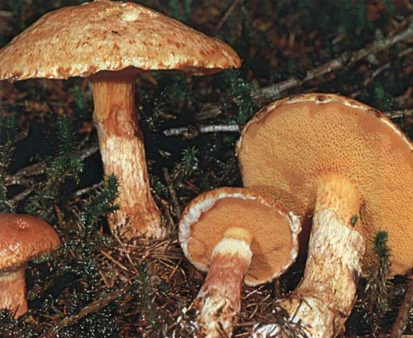 �������� ����-������� Suillus tridentinus