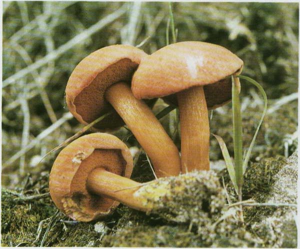 �������� ���� Chalciporus piperatus (Suillus piperatus)