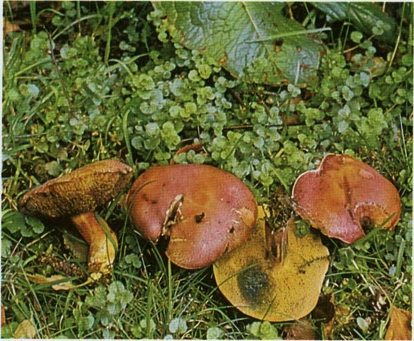 ������� ������� Xerocomus rubellus