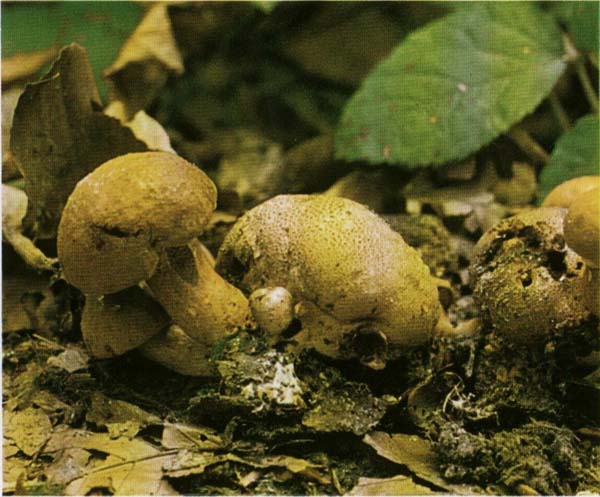 ������� �������������� Xerocomus parasiticus