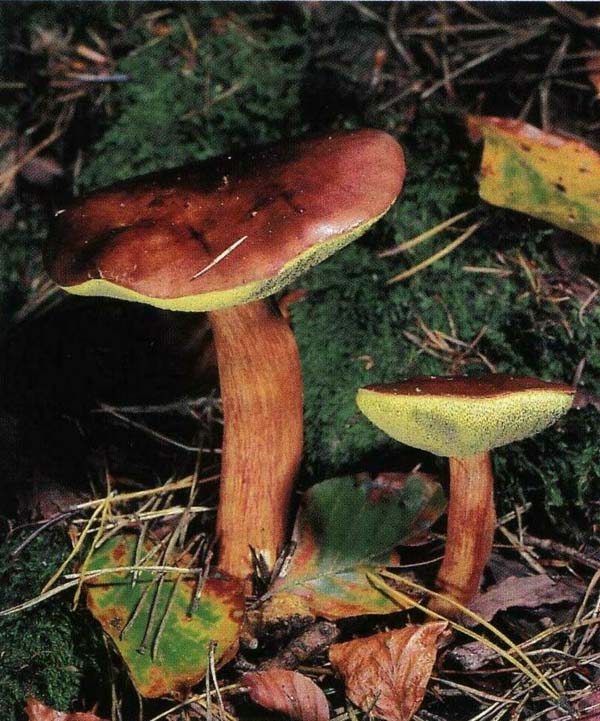   Xerocomus badius