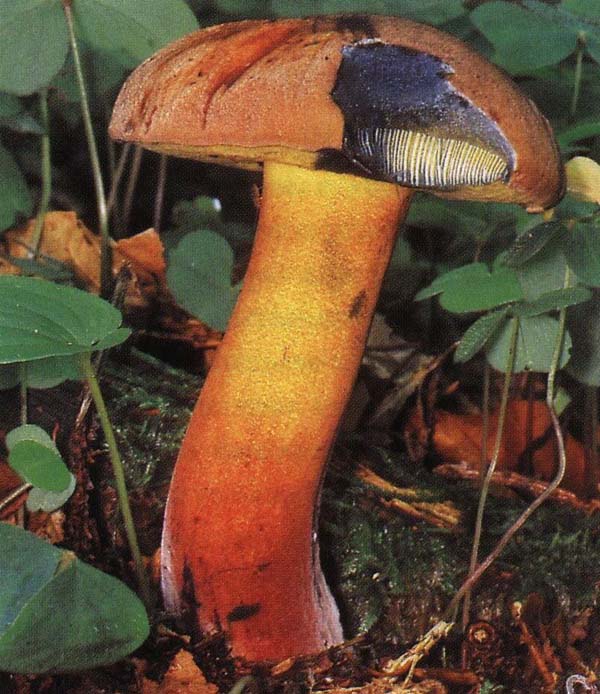 ������� ������������� Boletus pulverulentus