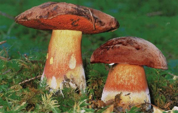   Boletus erythropus