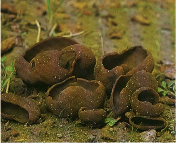 ������ �����-���������� Peziza badia