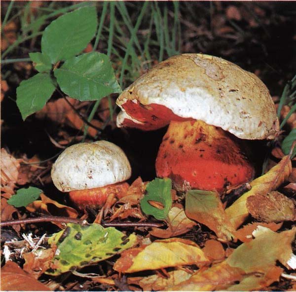 ����������� ���� Boletus satanas