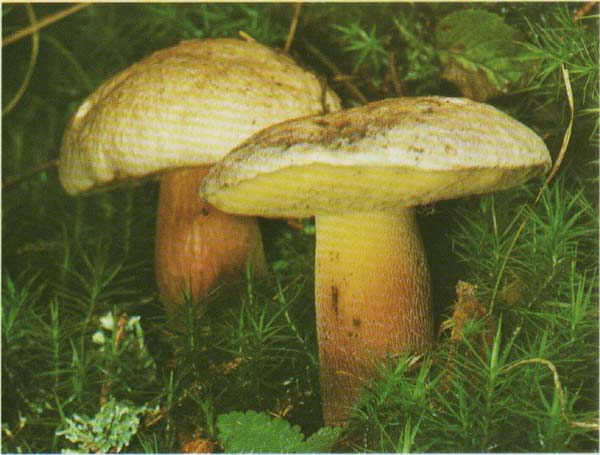 ������� ����������� Boletus calopus