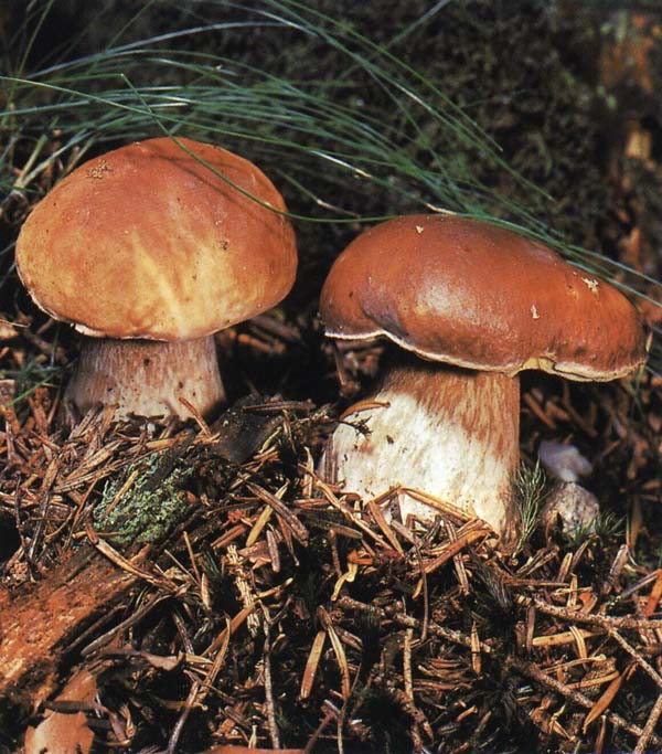 ����� ����, ������� Boletus edulis