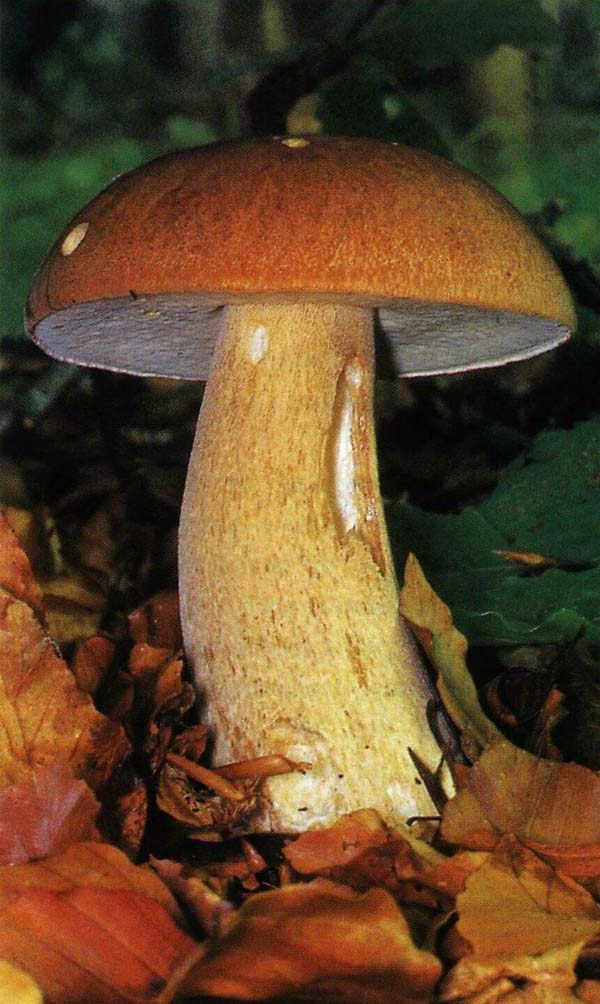  ,   Boletus reticulatus (Boletus aestivalis)