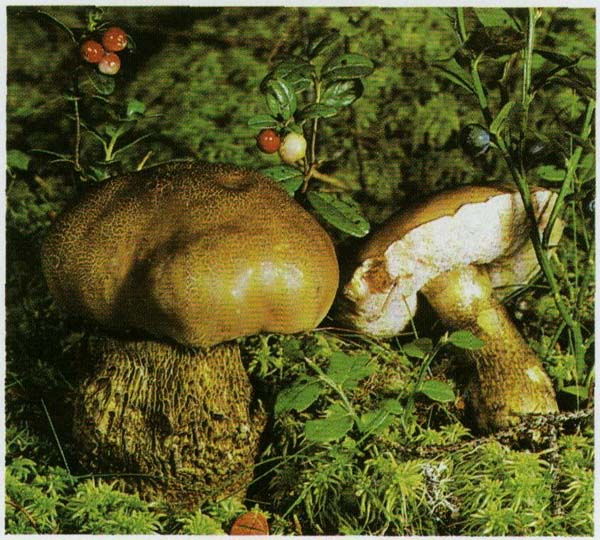  ,  Tylopilus felleus