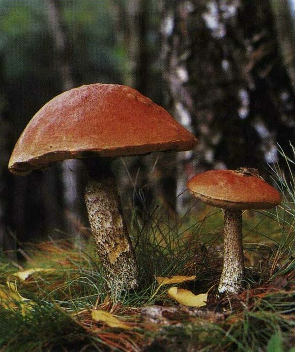 ����������� �����-����� Leccinum versipelle (Leccinum testaceoscabrum)