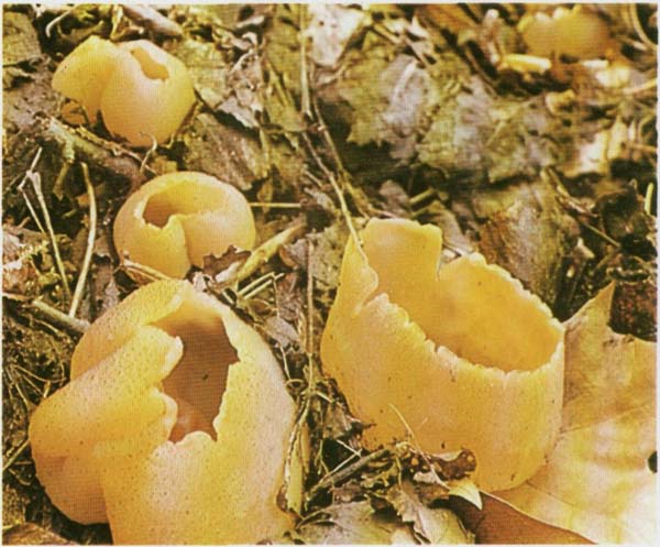 ������ ���������� Peziza vesiculosa