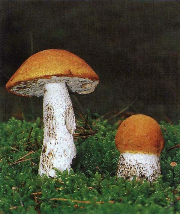   Leccinum rufum (Leccinum aumntiacum)