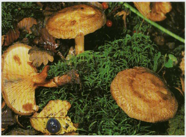   Paxillus involutus