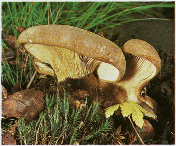 �������� ������� Paxillus atrotomentosus