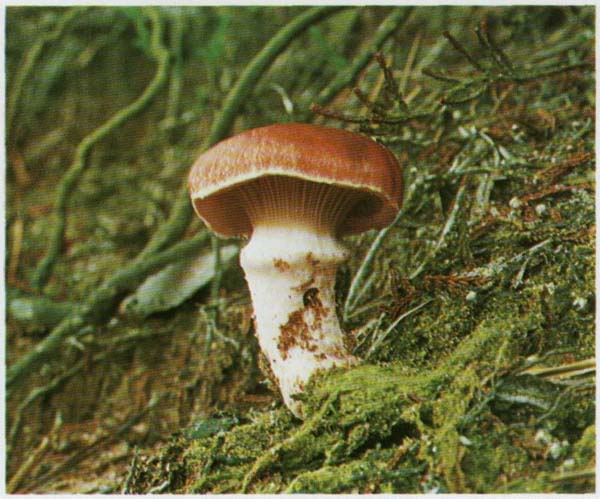 ������� ������� Gomphidius roseus