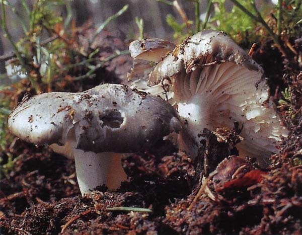�������� ������ Hygrophorus marzuolus