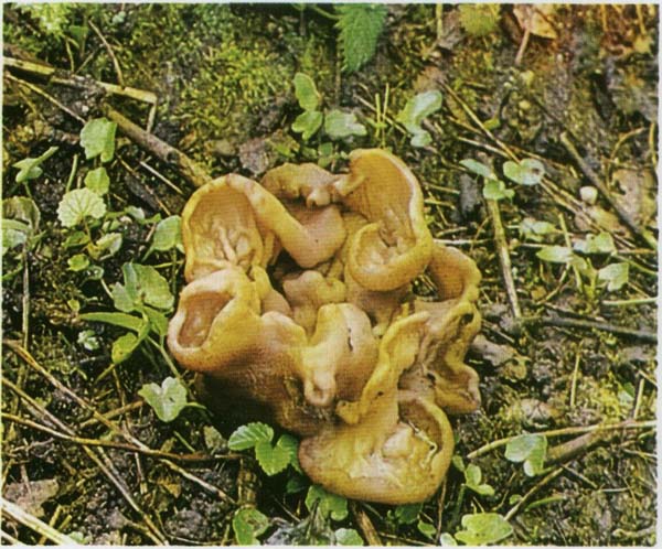 ��������� ���������� Disciotis venosa