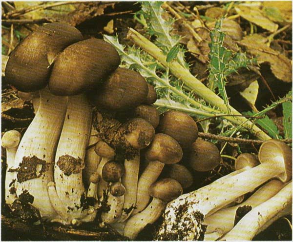 ������� ��������� Lyophyllum loricatum