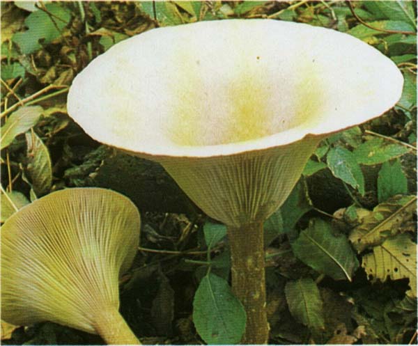   Clitocybe geotropa