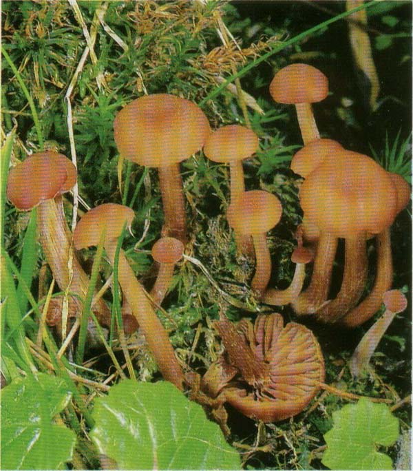 �������� �������, �������� ������� Laccaria laccata