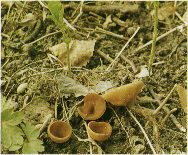  Dumontiona tuberosa  (Sclerotinia tuberosa