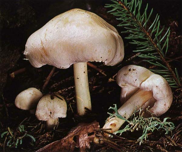 �������� ��������� Collybia maculata