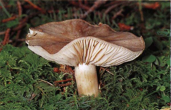 ������������ ������������������ Megacollybia platyphylla (Oudemansiella platyphylla)