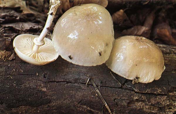 �������� ���������, ������������ ��������� Oudemansiella mucida