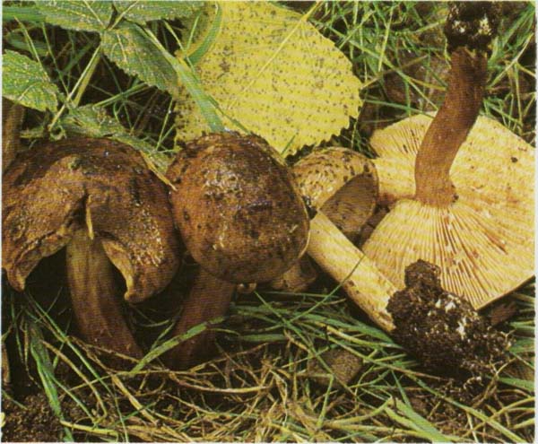 ������� ��������� Tricholoma populinum