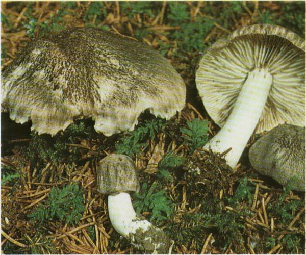 ������� �������� Tricholoma terreum