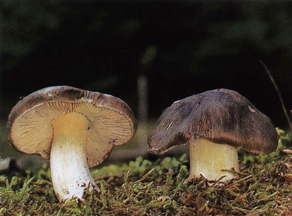 ������� ����� Tricholoma portentosum