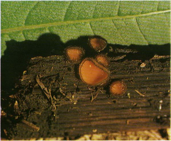   Scutellinia scutellata